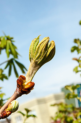 포토 JPG 해외이미지 나무 식물 계절 공원 꽃 줄기 백그라운드 잎 꽃무늬 자연 새로움 사람없음 야외 초록색 새싹 환경 정원 봄 성장 벚꽃 나뭇가지 신선 묘사 내추럴 해외202004 해외포토 공공시설 컬러 컨셉 무늬 생태계 파일형식 이미지허브