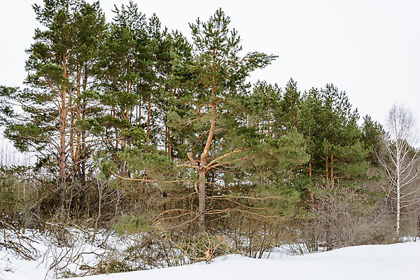 포토 JPG 해외이미지 나무 자연 풍경 사람없음 나뭇가지 소나무 솔방울 가문비나무 해외202004 해외포토 식물 생태계 파일형식 이미지허브