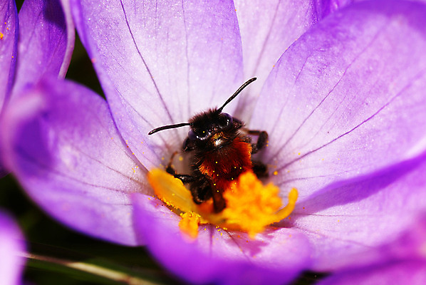 포토 JPG 해외이미지 식물 꽃잎 꽃 곤충 꽃무늬 자연 사람없음 햇빛 정원 보라색 봄 바쁨 꿀 드론 호박벌 해외202004 해외포토 동물 계절 컬러 무늬 태양 벌_곤충 생태계 파일형식 이미지허브