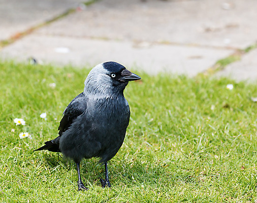 포토 JPG 해외이미지 야생동물 조류 잉글랜드 생물 사람없음 파란색 검은색 회색 은색 깃털 해외202004 해외포토 동물 컬러 영국 파일형식 이미지허브