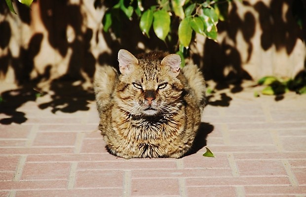 포토 JPG 해외이미지 동물 남자 얼굴 휴식 수염 털 사람없음 반려동물 고양이 힘 침묵 위험 큼 명상 솜털 해외202004 해외포토 컨셉 포유류 사람 신체부위 소리 크기 파일형식 이미지허브