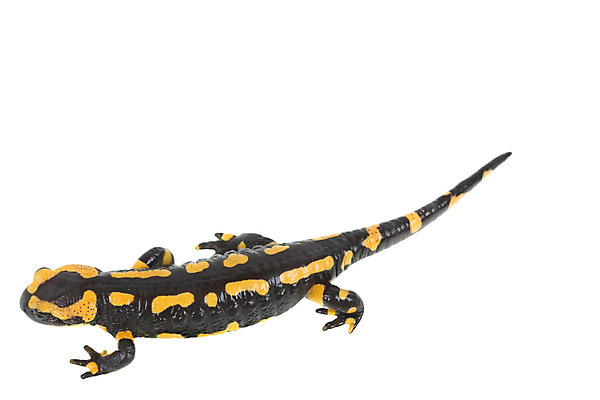 포토 JPG 해외이미지 동물 파충류 자연 양서류 사람없음 노란색 검은색 흰색 행운 도마뱀 고립 해외202004 해외포토 컬러 컨셉 생태계 파일형식 이미지허브