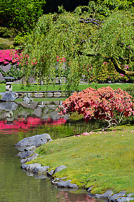 포토 JPG 해외이미지 나무 식물 공원 꽃 호수 분홍색 잎 꽃무늬 자연 동양인 잔디 사람없음 야외 물 반사 평화 정원 침묵 봄 연못 개화 진달래 식물원 해외202004 해외포토 자연요소 계절 공공시설 컬러 컨셉 무늬 인종 소리 생태계 파일형식 이미지허브
