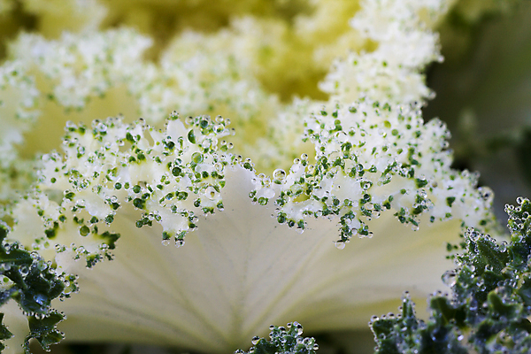 포토 JPG 해외이미지 나무 식물 계절 꽃 잎 겨울 패턴 채소 자연 아침 날씨 사람없음 야외 초록색 물 노란색 정원 보라색 얼음 봄 추위 벚꽃 흰색 신선 제비꽃 묘사 서리 내추럴 눈내림 해외202004 해외포토 주간 자연요소 컬러 무늬 눈_날씨 생태계 파일형식 이미지허브