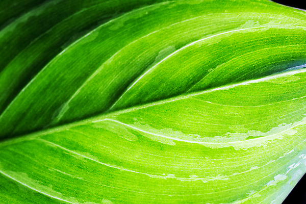 포토 JPG 해외이미지 식물 화초 백그라운드 잎 패턴 자연 사람없음 초록색 환경 질감 해외202004 해외포토 컬러 무늬 생태계 파일형식 이미지허브