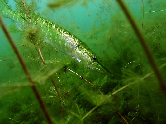 포토 JPG 해외이미지 식물 동물 야생동물 잎 자연 어류 사람없음 초록색 물 사진촬영 수중 스노클링 동물상 민물 해외202004 해외포토 자연요소 컬러 조형물 촬영 수중동물 수상스포츠 생태계 파일형식 이미지허브