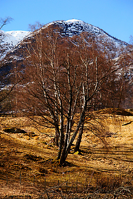 포토 JPG 해외이미지 나무 식물 계절 여행 잎 겨울 밭 자연 하늘 산 노르웨이 풍경 사람없음 야외 빨간색 초록색 물 파란색 컬러풀 농장 노란색 평화 계곡 가을 시골 숲 그림 내추럴 삼림지대 생태학 스칸디나비아 해외202004 해외포토 자연요소 교육 유럽 컬러 컨셉 농업 생태계 파일형식 이미지허브