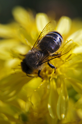 포토 JPG 해외이미지 식물 동물 꽃잎 꽃 야생동물 곤충 백그라운드 꽃무늬 날개 자연 사람없음 여름 노란색 정원 벚꽃 닫기 꿀벌 작음 수분 벌 묘사 싱글 꽃가루 꿀 내추럴 해외202004 해외포토 계절 컬러 무늬 모션 벌_곤충 크기 가루 생태계 파일형식 이미지허브