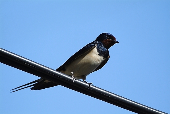 포토 JPG 해외이미지 동물 실루엣 야생동물 포즈 가족 자연 조류 엄마 주택 병아리 앉기 사람없음 야외 환경 검은색 봄 펼침 흰색 아기 관찰 그룹 둥지 먹이 배고픔 깃털 부리 슛 서식지 제비 내추럴 외양간 동물상 땅바닥 해외202004 해외포토 계절 컬러 관계 모션 바닥 촬영기법 사람 건물 조형물 생태계 파일형식 이미지허브
