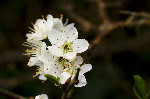 포토 JPG 해외이미지 식물 꽃잎 꽃 유럽 자연 영국 잉글랜드 사람없음 흰색 나뭇가지 해외202004 해외포토 나무 나라 컬러 생태계 파일형식 이미지허브