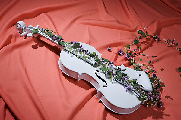 포토 JPG 해외이미지 꽃 분홍색 사람없음 우아함 덩굴 바이올린 해외202004 해외포토 식물 컬러 컨셉 현악기 파일형식 이미지허브