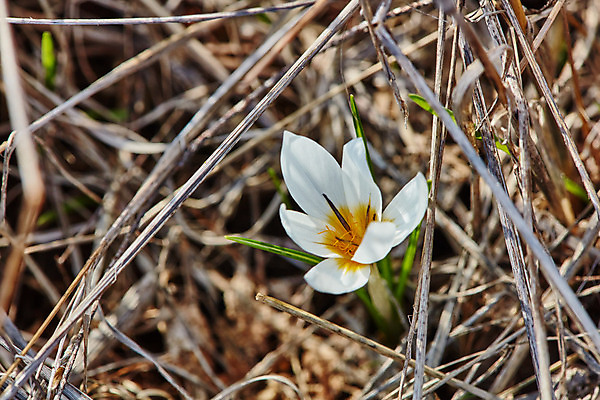 포토 JPG 해외이미지 식물 디자인 계절 공원 꽃 백그라운드 꽃무늬 밭 오렌지 자연 사람없음 야외 초록색 빛 노란색 정원 어둠 봄 성장 벚꽃 흰색 신선 최고 우아함 큼 내추럴 이스라엘 해외202004 해외포토 공공시설 컬러 컨셉 무늬 농업 과일 크기 생태계 서아시아 파일형식 이미지허브