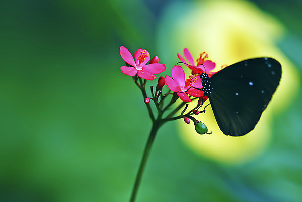 포토 JPG 해외이미지 식물 꽃 나비 과일 자연 사람없음 빨간색 초록색 환경 정원 관목 해외202004 해외포토 나무 컬러 곤충 생태계 파일형식 이미지허브