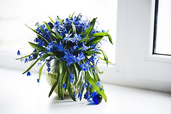 포토 JPG 해외이미지 식물 계절 꽃잎 꽃 꽃다발 잎 꽃무늬 자연 유리 사람없음 장식 초록색 파란색 컬러풀 보라색 봄 성장 벚꽃 흰색 신선 개화 다발 수집 배열 데이지 향기 붓꽃 내추럴 취급주의 해외202004 해외포토 컬러 무늬 재질 경고 생태계 냄새 파일형식 이미지허브