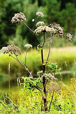 포토 JPG 해외이미지 꽃 노르웨이 사람없음 여름 해외202004 해외포토 식물 계절 유럽 파일형식 이미지허브