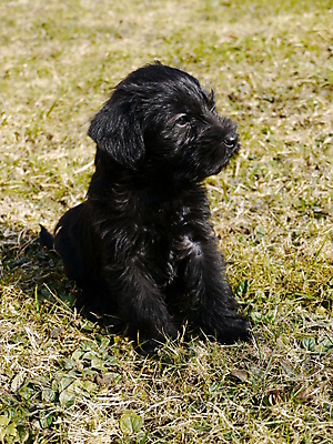 포토 JPG 해외이미지 동물 응시 꽃 행복 새끼 이동 밭 포유류 자연 놀이 휴식 털 피곤 사람없음 야외 초록색 여름 반려동물 태양 노란색 정원 봄 산책 표현 잠 개 강아지 보호 민들레 호기심 데이지 향기 리빙 기르기 해외202004 해외포토 자연요소 식물 시선 계절 감정 컬러 컨셉 농업 생태계 냄새 돌봄 파일형식 이미지허브