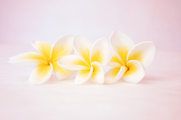 포토 JPG 해외이미지 식물 꽃 3 사람없음 노란색 흰색 향수 향기 해외202004 해외포토 컬러 화장품 냄새 파일형식 이미지허브