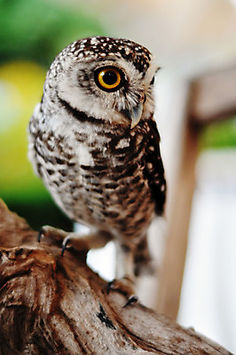 포토 JPG 해외이미지 동물 응시 얼굴 야생동물 백그라운드 오렌지 자연 조류 생물 서기 앉기 사람없음 야외 갈색 노란색 검은색 흰색 아기 야간 큼 먹이 자르기 심볼 크림 깃털 부리 독수리 슛 육식동물 부엉이 사냥꾼 내추럴 외양간 고립 옛날 해외202004 해외포토 자연요소 직업 시선 컬러 과일 모션 사람 신체부위 크기 생태계 파일형식 이미지허브