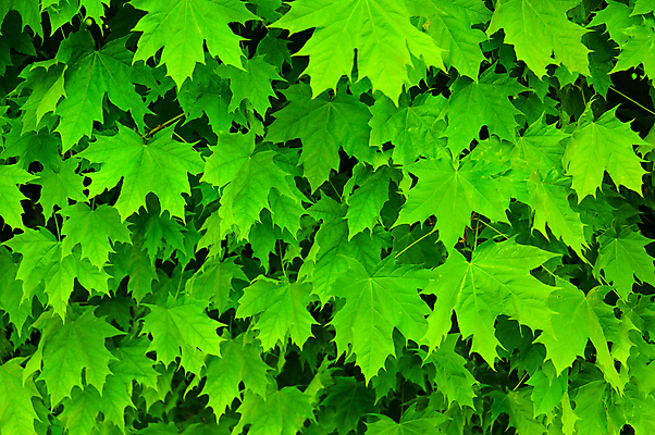 포토 JPG 해외이미지 식물 계절 줄기 백그라운드 잎 밭 자연 추상 풍경 잔디 사람없음 야외 초록색 여름 햇빛 평화 우주 환경 정원 화목 침묵 봄 활발 성장 신선 닫기 소프트포커스 허브 순수 에코 생물학 내추럴 광합성 생태학 해외202004 해외포토 교육 컬러 컨셉 무늬 농업 모션 촬영기법 태양 소리 생태계 파일형식 이미지허브