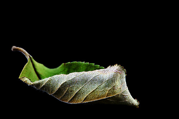 포토 JPG 해외이미지 식물 백그라운드 잎 자연 건조 사람없음 초록색 검은색 가을 고립 정물화 해외202004 해외포토 계절 컬러 그림 생태계 파일형식 이미지허브