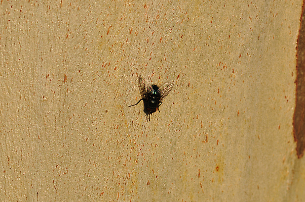 포토 JPG 해외이미지 나무 동물 곤충 날개 자연 생물 사람없음 목재 검은색 벌레 기생충 동물상 해외202004 해외포토 식물 컬러 재료 조형물 바이러스 생태계 파일형식 이미지허브