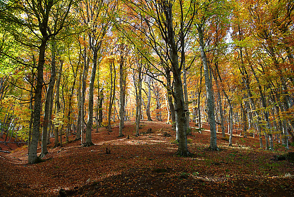 포토 JPG 해외이미지 나무 식물 계절 공원 도로 길 백그라운드 잎 오렌지 자연 벽지 하늘 풍경 사람없음 야외 목재 빨간색 초록색 파란색 빛 컬러풀 햇빛 태양 갈색 노란색 평화 환경 활발 가을 나뭇가지 황금 숲 11월 10월 내추럴 강렬 해외202004 해외포토 자연요소 공공시설 컬러 컨셉 과일 재료 교통시설 날짜 생태계 파일형식 이미지허브