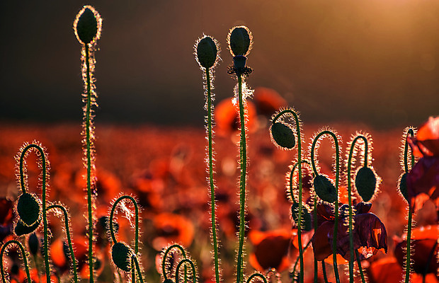 포토 JPG 해외이미지 식물 구름 계절 꽃 음악 백그라운드 컨셉 꽃무늬 밭 농업 자연 풍경 사람없음 야외 빨간색 초록색 여름 빛 햇빛 환경 쪽지 소리 일몰 봄 꿈 벚꽃 시골 저녁 땅 장면 양귀비 재즈 강렬 해외202004 해외포토 자연요소 산업 컬러 무늬 문화예술 태양 노을 야간 생태계 파일형식 이미지허브