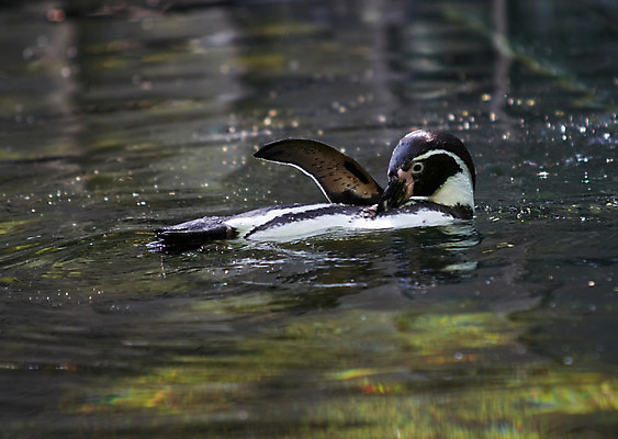 포토 JPG 해외이미지 동물 조류 사람없음 수영 유머 참치 펭귄 부리 펜촉 해외202004 해외포토 감정 어류 펜 수상스포츠 파일형식 이미지허브
