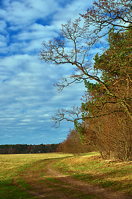 포토 JPG 해외이미지 나무 식물 구름 자연 하늘 풍경 사람없음 맑음 가을 나뭇가지 숲 폴란드 수평선 해외202004 해외포토 자연요소 계절 유럽 날씨 생태계 파일형식 이미지허브