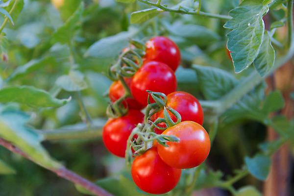 포토 JPG 해외이미지 나무 식물 음식 농업 토마토 채소 자연 매달리기 건강 사람없음 빨간색 초록색 농장 정원 수확 성장 나뭇가지 신선 체리 유기농 원예 내추럴 온실 해외202004 해외포토 웰빙 산업 컬러 과일 모션 취미 생태계 파일형식 이미지허브