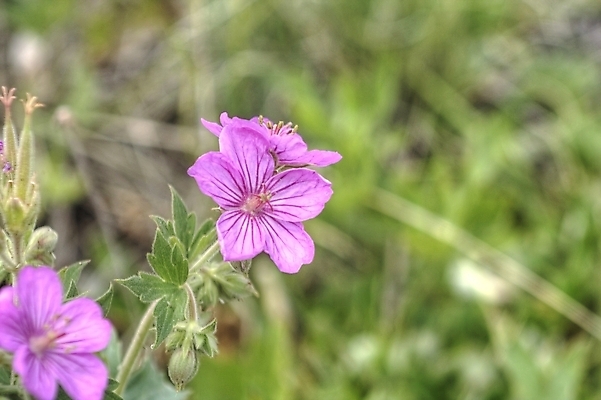 포토 JPG 해외이미지 식물 계절 꽃잎 꽃 줄기 분홍색 꽃무늬 밭 자연 사람없음 야외 초록색 여름 컬러풀 환경 정원 봄 활발 들꽃 벚꽃 시골 꽃가루 꽃수술 취급주의 해외202004 해외포토 컬러 컨셉 무늬 농업 경고 가루 생태계 파일형식 이미지허브