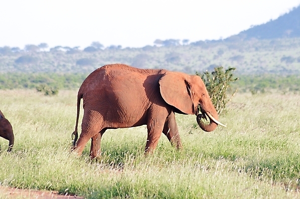 포토 JPG 해외이미지 나무 동물 구름 공원 실루엣 야생동물 여행 컨셉 포유류 가족 아프리카 자연 하늘 코끼리 풍경 사람없음 빨간색 초록색 파란색 컬러풀 환경 검은색 일몰 산책 아기 황무지 군중 저녁 큼 사파리 귀 지역 케냐 생태학 전국 해외202004 해외포토 자연요소 식물 공공시설 교육 나라 컬러 관계 휴식 촬영기법 사람 신체부위 노을 야간 크기 생태계 파일형식 이미지허브