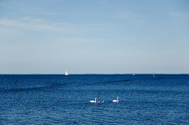 포토 JPG 해외이미지 동물 물결 야생동물 바다 요트 가족 조류 사람없음 물 여름 반사 평화 수영 흰색 쌍 보트 우아함 순수 깃털 백조 수평선 해외202004 해외포토 자연요소 계절 컬러 컨셉 배_교통 관계 수상스포츠 파일형식 이미지허브