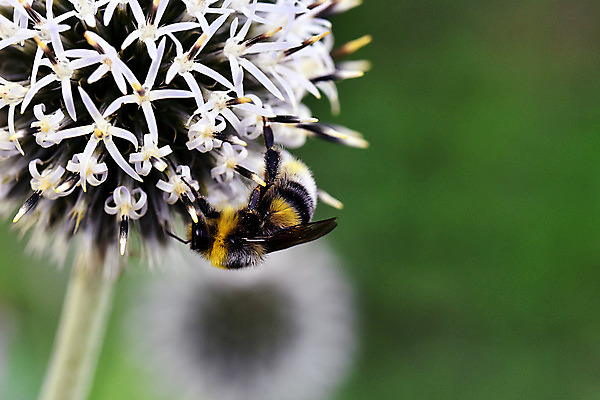 포토 JPG 해외이미지 식물 꽃 곤충 꽃무늬 밭 날개 모션 자연 사람없음 초록색 여름 노란색 정원 봄 수확 벚꽃 벌레 수분 수집 허브 향기 아로마 꽃가루 꿀 내추럴 호박벌 해외202004 해외포토 동물 계절 컬러 무늬 농업 벌_곤충 가루 생태계 냄새 파일형식 이미지허브