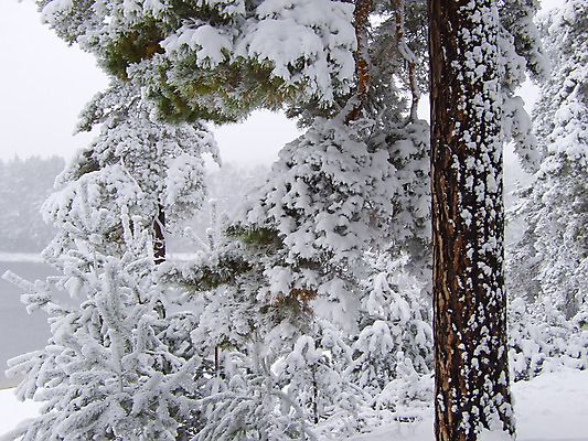 포토 JPG 해외이미지 나무 식물 단풍 크리스마스 겨울 자연 풍경 사람없음 컬러풀 얼음 침묵 흰색 나뭇가지 숲 서리 해외202004 해외포토 자연요소 계절 기념일 컬러 잎 소리 생태계 파일형식 이미지허브