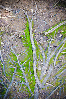 포토 JPG 해외이미지 나무 식물 지구 얼굴 여행 백그라운드 잎 밭 농업 오렌지 자연 벽지 미술 풍경 사람없음 목재 빨간색 초록색 여름 빛 갈색 노란색 환경 정원 흙 봄 성장 나뭇가지 숲 묘사 유기농 질감 뿌리 먼지 진흙 내추럴 그런지 땅바닥 생태학 옛날 해외202004 해외포토 웰빙 계절 교육 산업 컬러 과일 재료 문화예술 바닥 신체부위 생태계 파일형식 이미지허브