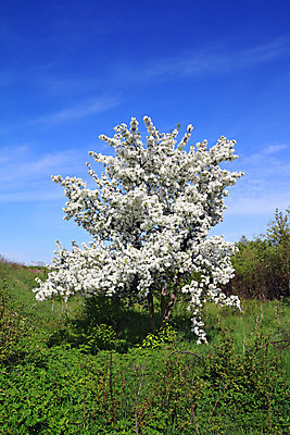 포토 JPG 해외이미지 나무 식물 계절 꽃잎 꽃 야생동물 줄기 백그라운드 꽃무늬 자연 하늘 아침 사람없음 야외 초록색 파란색 컬러풀 햇빛 정원 맑음 봄 성장 벚꽃 흰색 나뭇가지 오픈 개화 체리 5월 강렬 개발 고립 살구 해외202004 해외포토 주간 동물 컬러 무늬 과일 날씨 태양 날짜 생태계 파일형식 이미지허브
