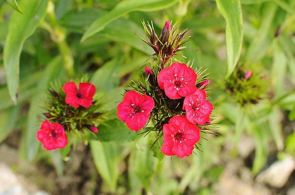 포토 JPG 해외이미지 식물 꽃 줄기 분홍색 백그라운드 잎 꽃무늬 자연 벽지 풍경 사람없음 야외 여름 컬러풀 장미 환경 정원 활발 성장 벚꽃 신선 개화 자주색 원예 보케 향기 화단 내추럴 강렬 생태학 영원 해외202004 해외포토 계절 교육 컬러 컨셉 무늬 취미 생태계 냄새 파일형식 이미지허브