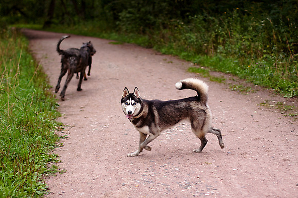 포토 JPG 해외이미지 나무 동물 1 응시 공원 도로 2 자연 놀이 3 사람없음 가로 초록색 달리기 검은색 회색 흰색 개 사냥개 동물상 해외202004 해외포토 식물 시선 공공시설 길 컬러 포유류 교통시설 모션 조형물 생태계 파일형식 이미지허브