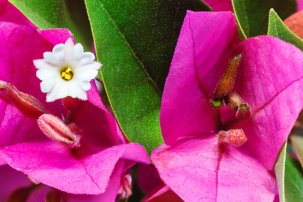 포토 JPG 해외이미지 나무 식물 꽃잎 꽃 분홍색 백그라운드 잎 꽃무늬 자연 사람없음 장식 빨간색 초록색 컬러풀 정원 보라색 봄 활발 벚꽃 흰색 신선 개화 포도나무 내추럴 고립 해외202004 해외포토 계절 컬러 컨셉 무늬 과일나무 생태계 파일형식 이미지허브