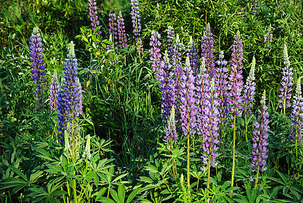 포토 JPG 해외이미지 식물 꽃무늬 밭 자연 사람없음 초록색 개화 해외202004 해외포토 꽃 컬러 무늬 농업 생태계 파일형식 이미지허브