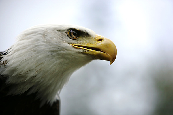 포토 JPG 해외이미지 야생동물 여행 캐나다 조류 사람없음 미국 흰색 손목시계 깃털 웅장함 해외202004 해외포토 동물 시계 컬러 북아메리카 장신구 파일형식 이미지허브