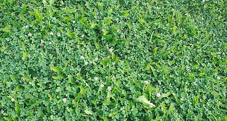 포토 JPG 해외이미지 식물 계절 백그라운드 패턴 밭 자연 표면 사람없음 야외 초록색 여름 성장 신선 질감 내추럴 해외202004 해외포토 컬러 무늬 농업 생태계 파일형식 이미지허브