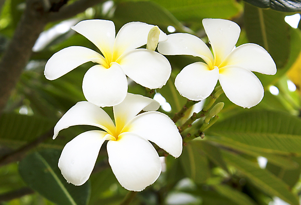 포토 JPG 해외이미지 식물 계절 꽃잎 꽃 선 백그라운드 태국 자연 휴가 동양인 사람없음 노란색 정원 스파 벚꽃 흰색 개화 다발 휴양지 향기 발리 파라다이스 스타일 해외202004 해외포토 아시아 컬러 섬 인종 장소 생태계 냄새 인도네시아 파일형식 이미지허브