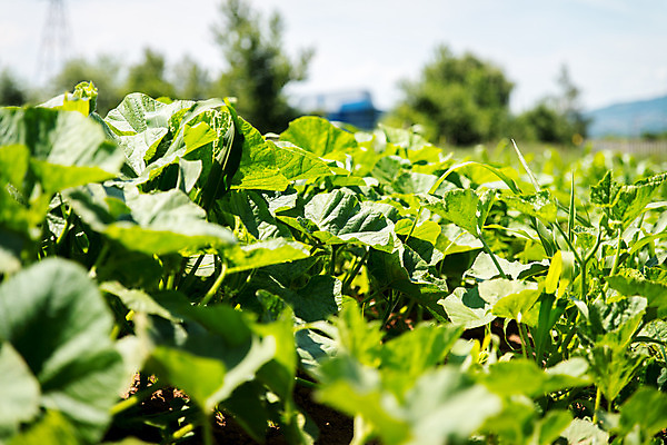 포토 JPG 해외이미지 식물 계절 산업 단풍 밭 농업 채소 자연 하늘 산 풍경 사람없음 야외 초록색 농작물 컬러풀 농장 정원 자유 농촌 땅 시작 유기농 원예 데이지 조경 일렬 먼지 카피스페이스 세련 해외202004 해외포토 웰빙 꽃 컬러 컨셉 잎 취미 공백 시골 생태계 파일형식 이미지허브