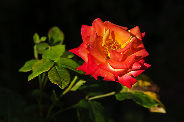 포토 JPG 해외이미지 식물 동물 계절 꽃잎 꽃 곤충 백그라운드 잎 꽃무늬 자연 사람없음 빨간색 초록색 컬러풀 장미 노란색 정원 벚꽃 신선 작음 벌 꽃가루 꿀 해외202004 해외포토 컬러 무늬 크기 가루 생태계 파일형식 이미지허브