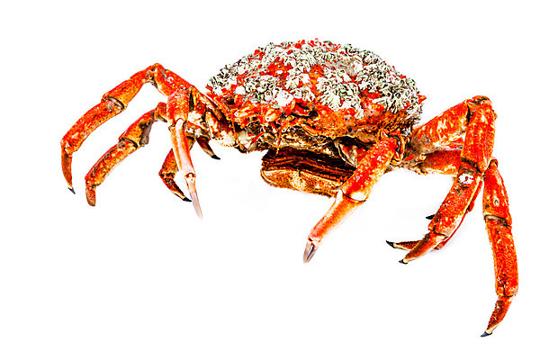 포토 JPG 해외이미지 동물 야생동물 음식 바다 절지류 자연 조개 갑각류 어류 요리 사람없음 빨간색 저녁식사 게 껍질 해산물 삶기 집게발 해외202004 해외포토 컬러 어패류 식사 수중동물 생태계 파일형식 이미지허브