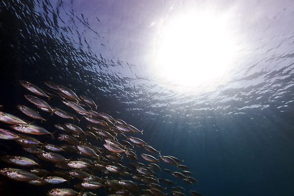 포토 JPG 해외이미지 식물 동물 모래 바다 백그라운드 자연 표면 어류 풍경 사람없음 물 파란색 컬러풀 햇빛 태양 바닷속 수중 광선 산호 아래 다이빙 장면 암초 고등어 깊이 소금물 이국적 침몰 파라다이스 해외202004 해외포토 자연요소 컬러 수영 수중동물 자포동물 방향 생태계 위치 수중스포츠 파일형식 이미지허브
