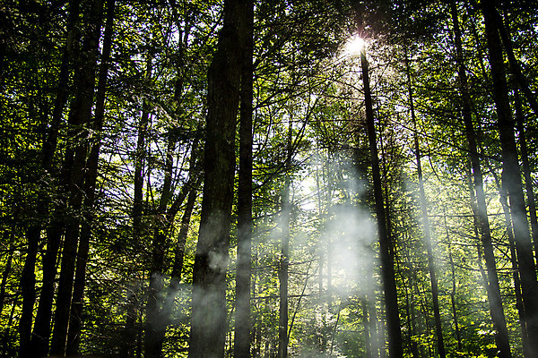 포토 JPG 해외이미지 나무 자연 사람없음 초록색 여름 태양 안개 숲 해외202004 해외포토 자연요소 식물 계절 컬러 날씨 생태계 파일형식 이미지허브