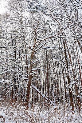 포토 JPG 해외이미지 나무 식물 구름 디자인 계절 공원 여행 백그라운드 겨울 자연 하늘 날씨 풍경 사람없음 야외 목재 빛 갈색 환경 냉동 얼음 검은색 추위 흰색 나뭇가지 소나무 숲 서리 장면 상록수 침엽수 층 전나무 원뿔 내추럴 제설기 가문비나무 해외202004 해외포토 자연요소 도형 공공시설 컬러 재료 생태계 제설 파일형식 이미지허브